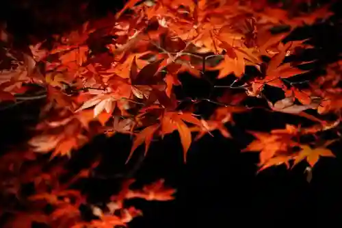 大山阿夫利神社の自然