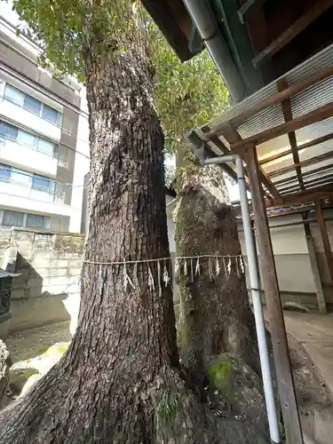松山神社の自然