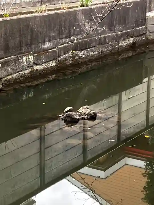 磐井神社の動物