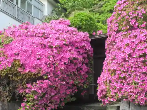 安養院　(田代寺）(神奈川県)