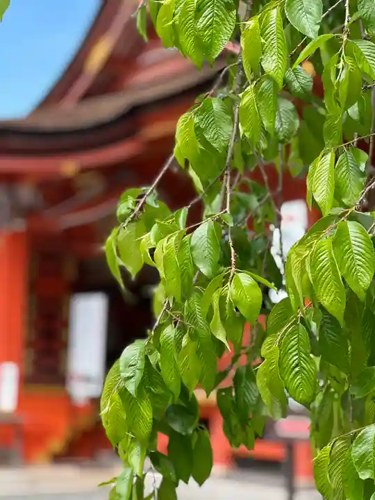 富士山本宮浅間大社の自然