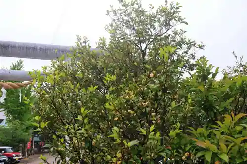 阿邪訶根神社の自然