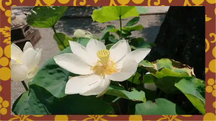 大蔵院(群馬県)