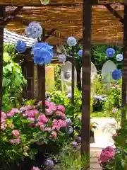 般若寺 ❁﻿コスモス寺❁(奈良県)