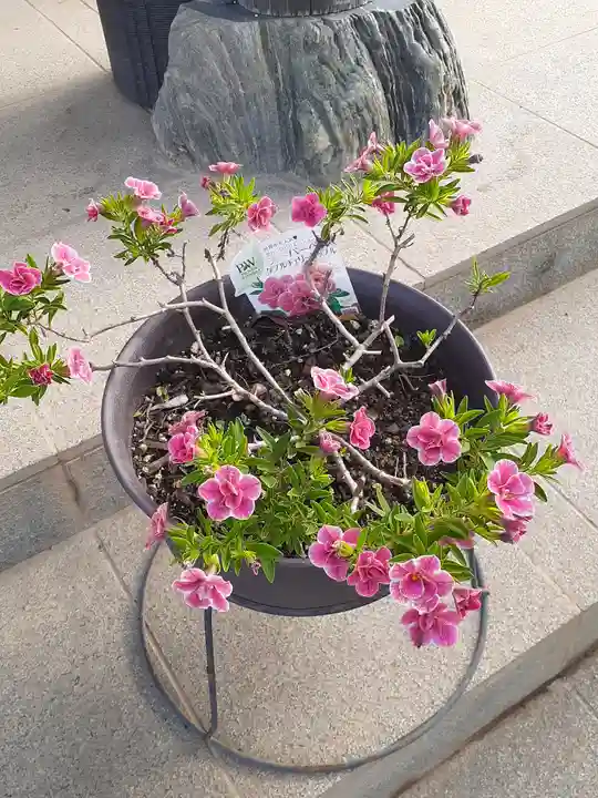 伏木香取神社の自然