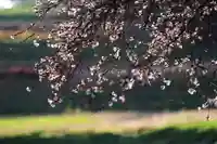 鹿島大神宮の自然
