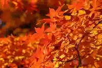 神炊館神社 ⁂奥州須賀川総鎮守⁂の自然