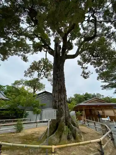 鹿苑寺（金閣寺）の自然