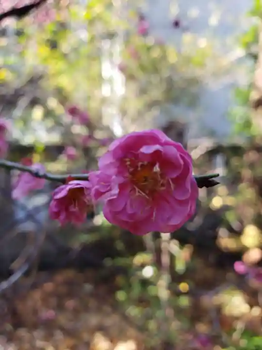 青山熊野神社(東京都)