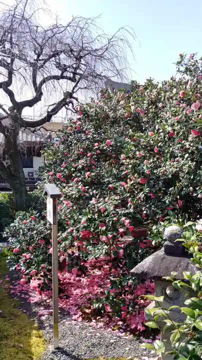 地蔵院(椿寺)の自然