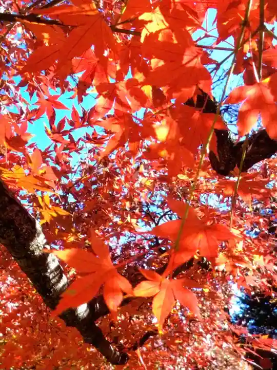 福蔵院(東京都)