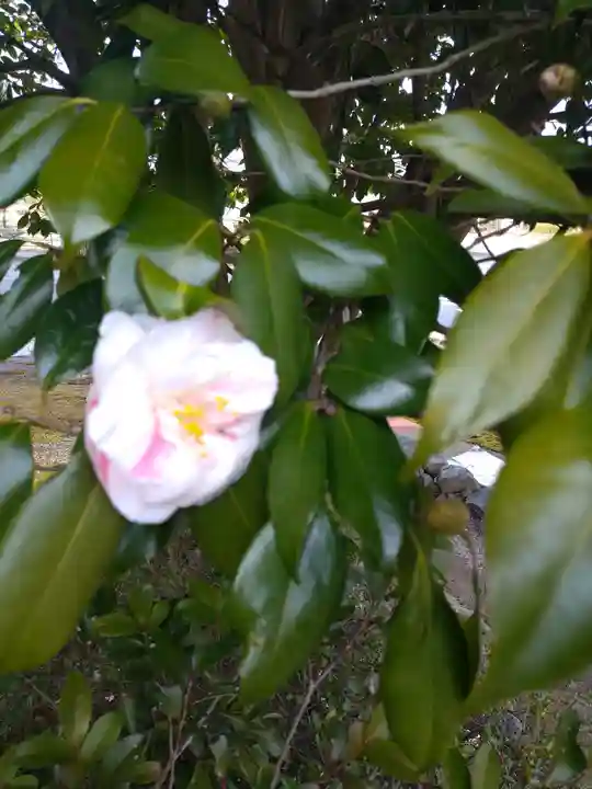 青木大師の自然