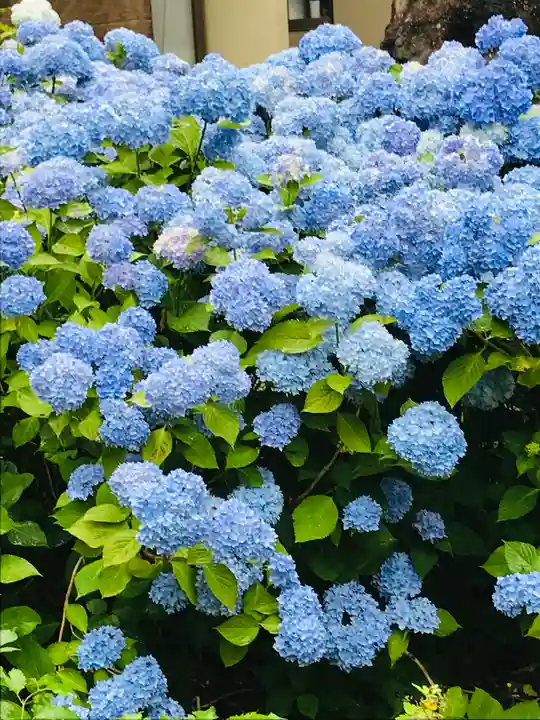 幸徳院笹野寺の自然