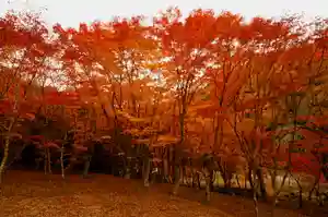 零羊崎神社の自然(2022年10月20日(木) 10時07分48秒投稿)