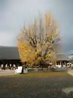 本願寺(西本願寺)の自然