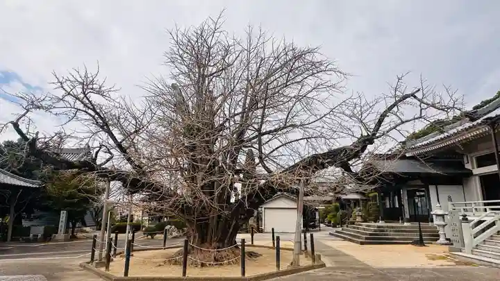 長谷寺(徳島県)