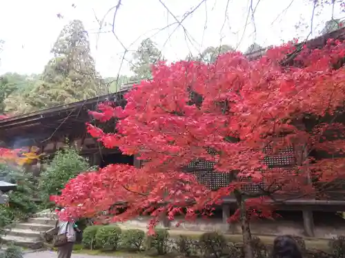 金剛輪寺の自然