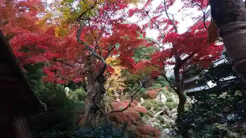 柳谷観音　楊谷寺の自然