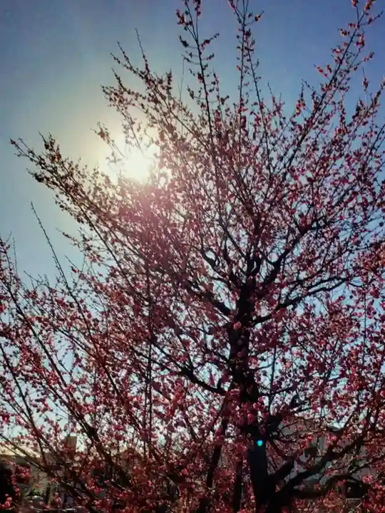 成願寺(東京都)