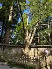 天岩戸神社(宮崎県)