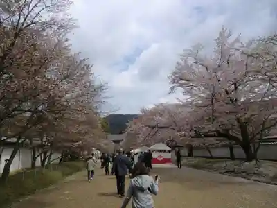 醍醐寺(京都府)