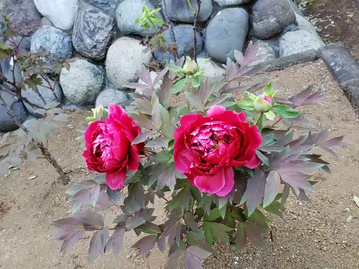 愛染院(東京都)