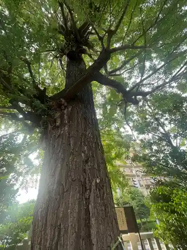 朝日氷川神社(埼玉県)