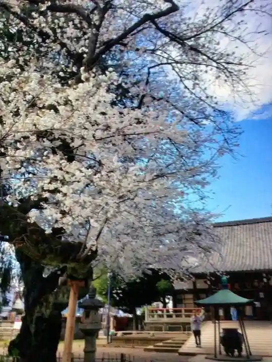 新井薬師(梅照院)(東京都)