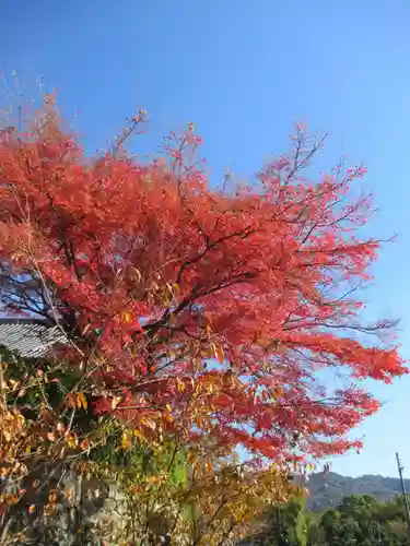 くろ谷 金戒光明寺(京都府)