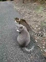 唐澤山神社の動物