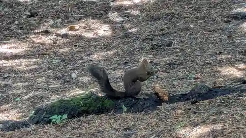 帯廣神社の動物