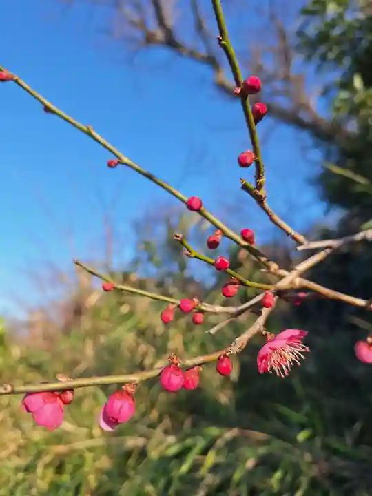 岡村天満宮(神奈川県)