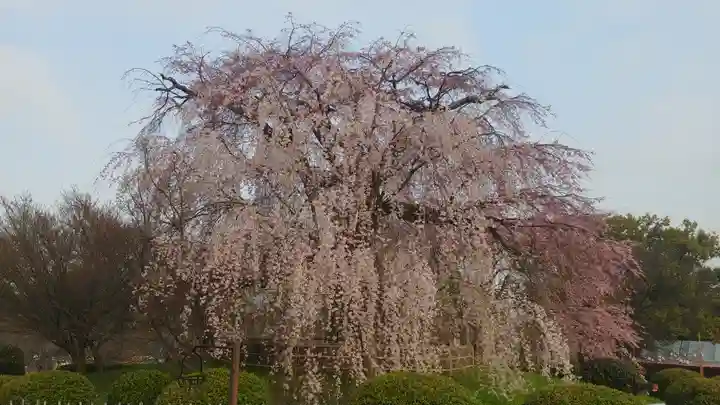 八坂神社(祇園さん)(京都府)