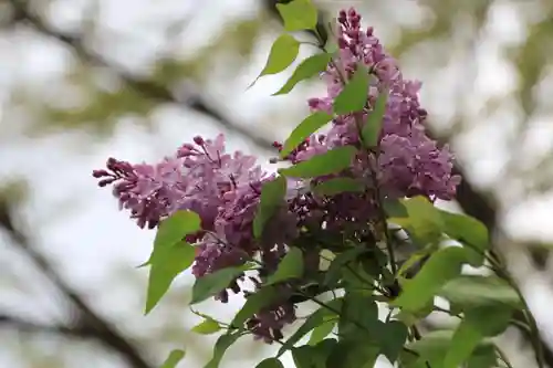阿久津「田村神社」（郡山市阿久津町）旧社名：伊豆箱根三嶋三社の自然