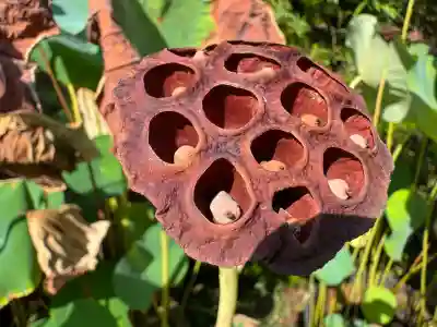 伊勢の国 四天王寺(三重県)