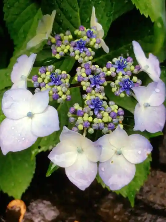 鳩森八幡神社の自然