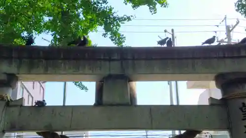 田光八幡社の動物