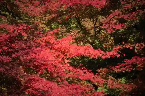 国宝 大法寺の自然