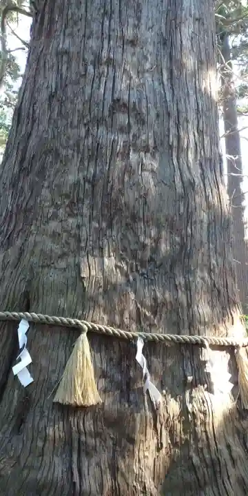 麻賀多神社の自然