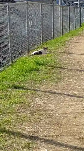 軽之神社の動物
