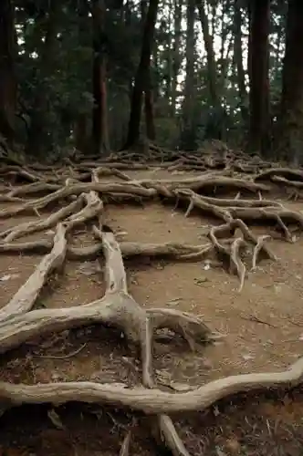 鞍馬寺の自然