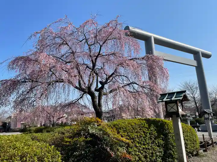 櫻木神社の鳥居