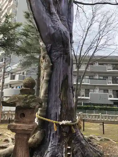 神田神社の自然