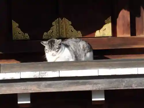 四天王寺の動物