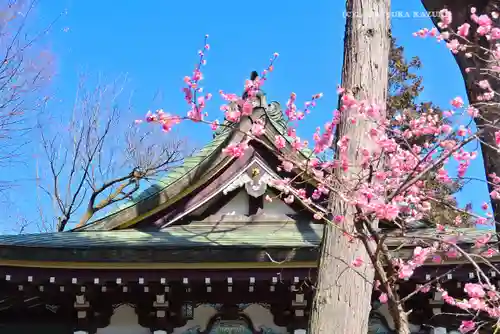 川越八幡宮(埼玉県)