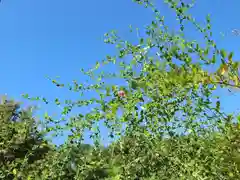 賀茂御祖神社（下鴨神社）の自然