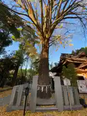 田無神社の自然