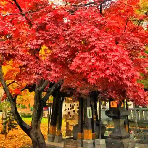 彌彦神社　(伊夜日子神社)の自然