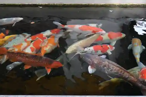 大聖観音寺（あびこ観音）の{uncategorized: "未分類", other: "その他", undefined: "問題あり", building: "その他建物", grave: "お墓", sacred_gate: "鳥居", guardian: "狛犬", statue: "像", buddha: "仏像", history: "歴史", nature: "自然", garden: "庭園", animal: "動物", pagoda: "塔", temizu: "手水舎", mountain_gate: "山門・神門", sanctuary: "本殿・本堂", subordinate: "末社・摂社", art: "芸術", scenery: "景色", jizo: "地蔵", ema: "絵馬", goshuin: "御朱印", omikuji: "おみくじ", items: "授与品その他", amulet: "お守り", goshuincho: "御朱印帳", eats: "食事", festival: "お祭り", votive_dance: "神楽", shichigosan: "七五三参", wedding: "結婚式", experience: "体験その他", initially: "初詣", around: "周辺", anti_infection: "感染症対策"}