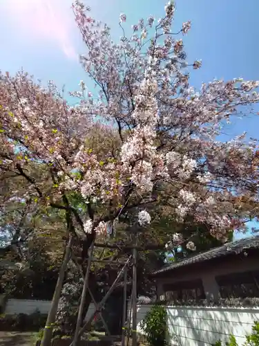 井口院の庭園